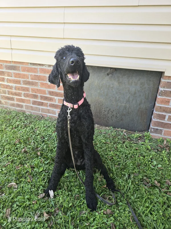 Phoenix  – Poodle - Standard  puppy for sale in Dade City, FL