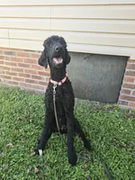 Phoenix , a female Poodle - Standard  for sale in Dade City, FL – 1 of 6