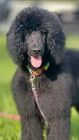 Minnie, a female Poodle - Standard  for sale in Dade City, FL – 2 of 8
