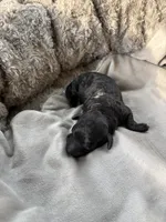 Pearl, a female Poodle - Miniature  for sale in Creston, IA – 1 of 2