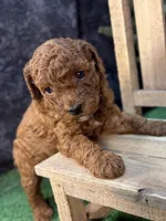 Quondo, a male Poodle - Miniature  for sale in Creston, IA – 5 of 9