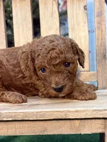 Quondo, a male Poodle - Miniature  for sale in Creston, IA – 2 of 9