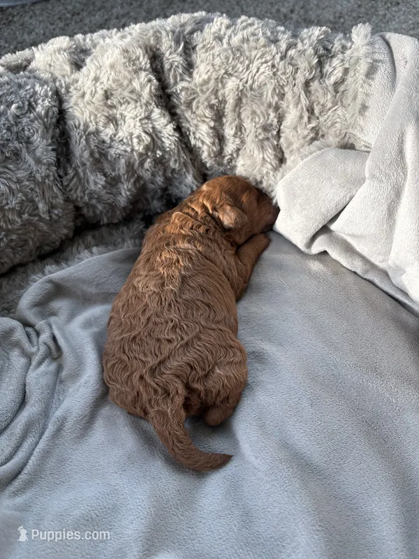 Patrica – Poodle - Miniature  puppy for sale in Creston, IA