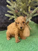 Quip, a male Poodle - Miniature  for sale in Creston, IA – 2 of 6
