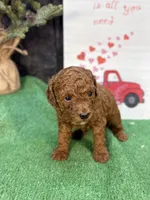 Quondo, a male Poodle - Miniature  for sale in Creston, IA – 8 of 9