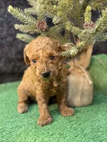 Quip, a male Poodle - Miniature  for sale in Creston, IA – 5 of 6