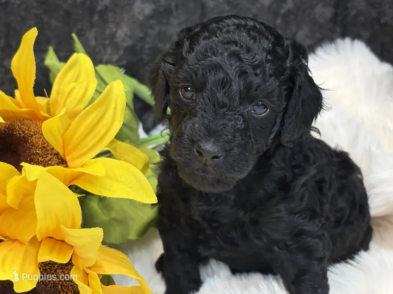 Pearl – Poodle - Miniature  puppy for sale in Creston, IA