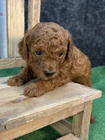 Quondo, a male Poodle - Miniature  for sale in Creston, IA – 3 of 9