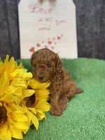 Que, a female Poodle - Miniature  for sale in Creston, IA – 5 of 10