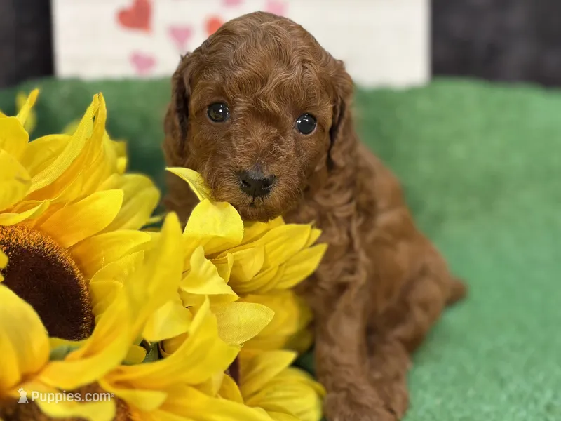 Que – Poodle - Miniature  puppy for sale in Creston, IA