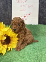 Que, a female Poodle - Miniature  for sale in Creston, IA – 9 of 10