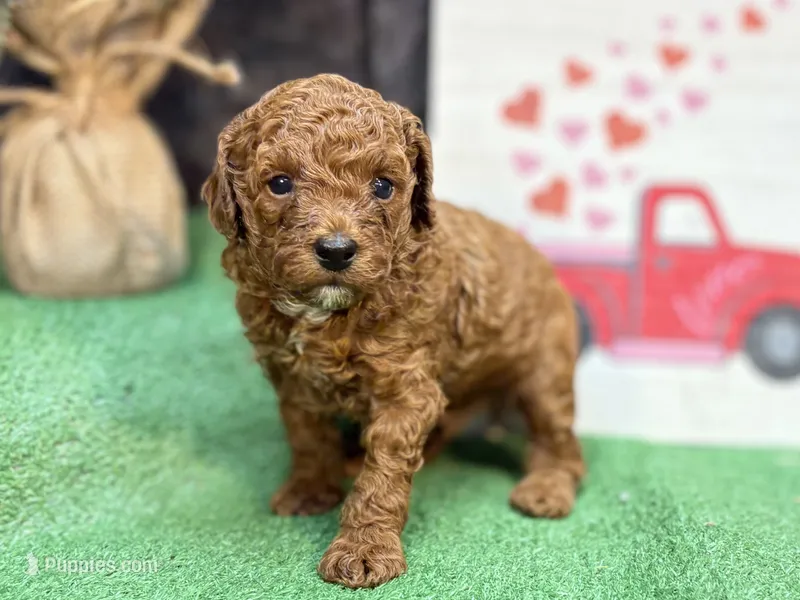 Quondo – Poodle - Miniature  puppy for sale in Creston, IA