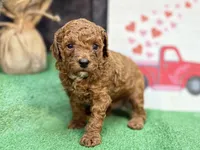 Quondo, a male Poodle - Miniature  for sale in Creston, IA – 1 of 9