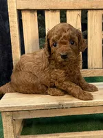 Que, a female Poodle - Miniature  for sale in Creston, IA – 3 of 10