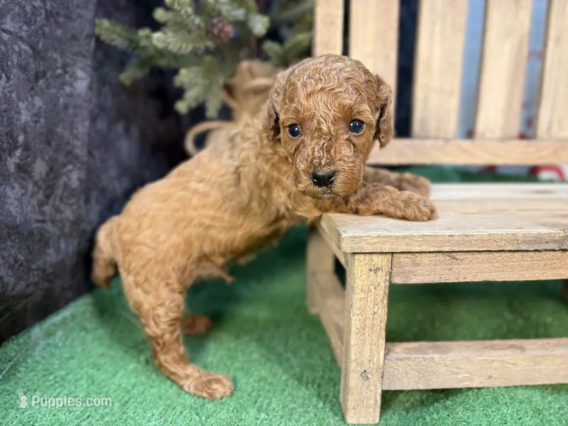 Quip – Poodle - Miniature  puppy for sale in Creston, IA