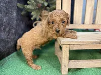 Quip, a male Poodle - Miniature  for sale in Creston, IA – 1 of 6