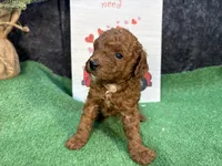 Quondo, a male Poodle - Miniature  for sale in Creston, IA – 7 of 9