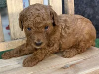 Quondo, a male Poodle - Miniature  for sale in Creston, IA – 4 of 9