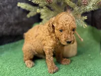 Quip, a male Poodle - Miniature  for sale in Creston, IA – 6 of 6