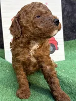 Quondo, a male Poodle - Miniature  for sale in Creston, IA – 6 of 9