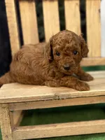 Que, a female Poodle - Miniature  for sale in Creston, IA – 10 of 10