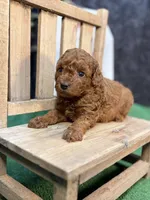 Que, a female Poodle - Miniature  for sale in Creston, IA – 7 of 10