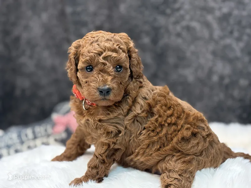 Patrica – Poodle - Miniature  puppy for sale in Creston, IA