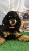 Expected June 9, a  Poodle - Miniature  for sale in Creston, IA – 3 of 3