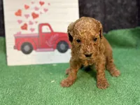 Quip, a male Poodle - Miniature  for sale in Creston, IA – 3 of 6