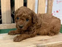 Que, a female Poodle - Miniature  for sale in Creston, IA – 4 of 10
