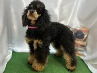 Expected June 9, a  Poodle - Miniature  for sale in Creston, IA – 2 of 3