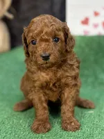 Que, a female Poodle - Miniature  for sale in Creston, IA – 2 of 10