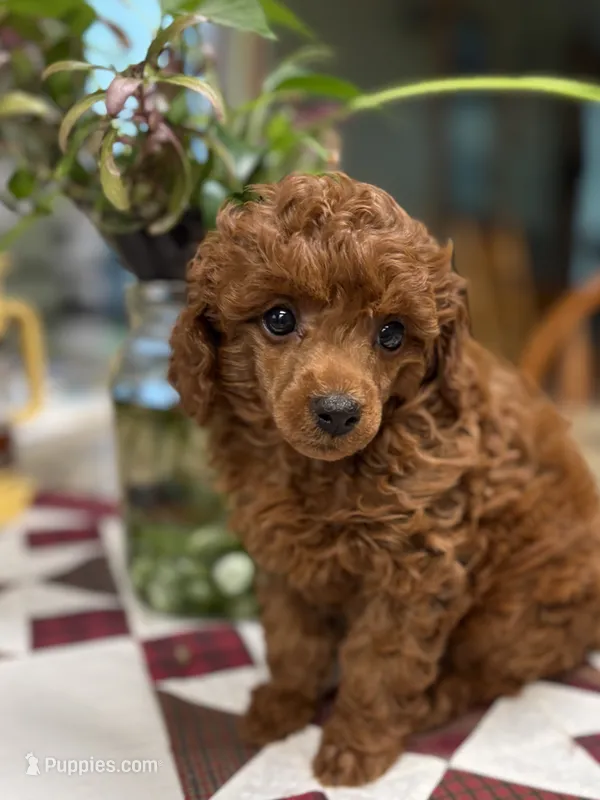 Que – Poodle - Miniature  puppy for sale in Creston, IA