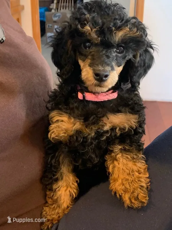 Expected June 9 – Poodle - Miniature  puppy for sale in Creston, IA