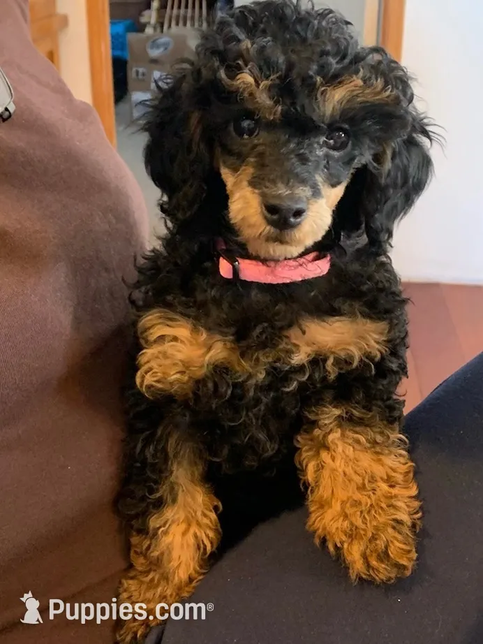 Expected June 9, a  Poodle - Miniature  for sale in Creston, IA – 1 of 3