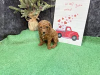 Quondo, a male Poodle - Miniature  for sale in Creston, IA – 9 of 9