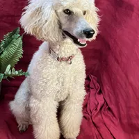 Bolt, a male Poodle - Miniature  for sale in Creston, IA – Photo 8 of 9