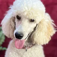 Bolt, a male Poodle - Miniature  for sale in Creston, IA – Photo 1 of 9