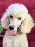 Bolt, a male Poodle - Miniature  for sale in Creston, IA – Photo 1 of 9