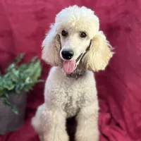 Bolt, a male Poodle - Miniature  for sale in Creston, IA – Photo 4 of 9