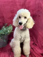 Bolt, a male Poodle - Miniature  for sale in Creston, IA – Photo 4 of 9