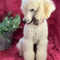 Bolt, a male Poodle - Miniature  for sale in Creston, IA – Photo 3 of 9