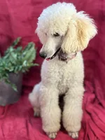 Bolt, a male Poodle - Miniature  for sale in Creston, IA – Photo 3 of 9