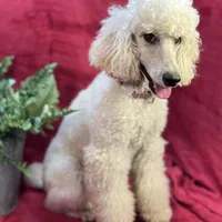 Bolt, a male Poodle - Miniature  for sale in Creston, IA – Photo 2 of 9