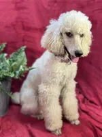 Bolt, a male Poodle - Miniature  for sale in Creston, IA – Photo 2 of 9