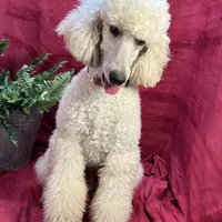 Bolt, a male Poodle - Miniature  for sale in Creston, IA – Photo 9 of 9