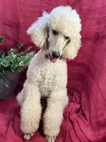 Bolt, a male Poodle - Miniature  for sale in Creston, IA – Photo 9 of 9