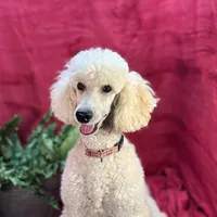 Bolt, a male Poodle - Miniature  for sale in Creston, IA – Photo 6 of 9