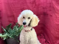 Bolt, a male Poodle - Miniature  for sale in Creston, IA – Photo 6 of 9