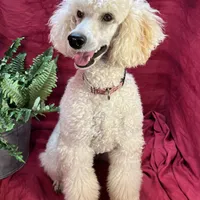 Bolt, a male Poodle - Miniature  for sale in Creston, IA – Photo 7 of 9
